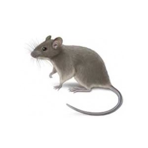 House mouse identification in ﻿Covington, LA - Ja-Roy Pest Control