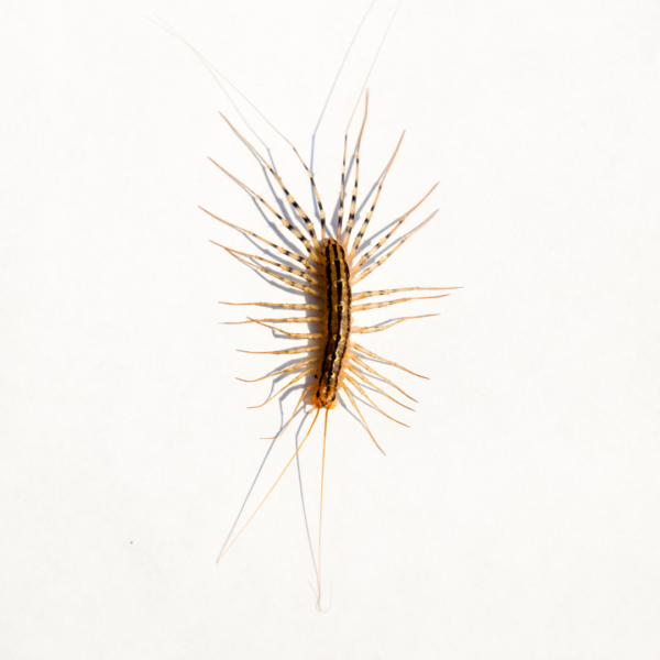 House centipede identification in ﻿Covington, LA - Ja-Roy Pest Control