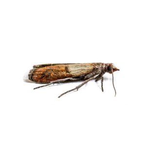 Moth identification in Covington LA - Ja-Roy Pest Control