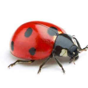 Ladybug identification in ﻿Covington, LA - Ja-Roy Pest Control