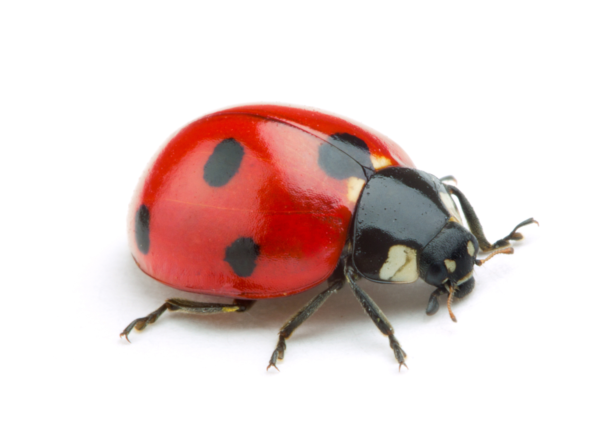 Why Do Ladybugs Have Spots?