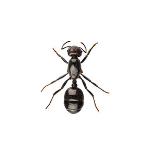 Little black ant identification in ﻿Covington, LA - Ja-Roy Pest Control