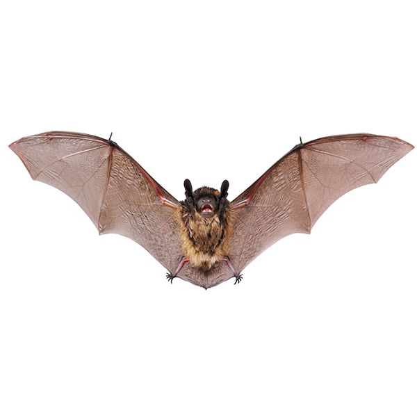 Little brown bat identification in ﻿Covington, LA - Ja-Roy Pest Control