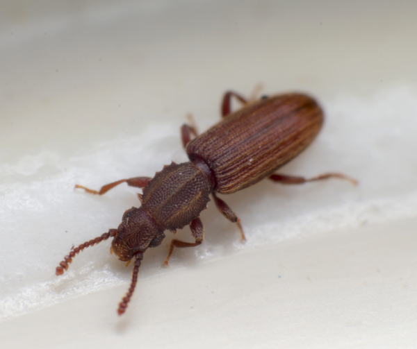 Merchant grain beetle identification in ﻿Covington, LA - Ja-Roy Pest Control