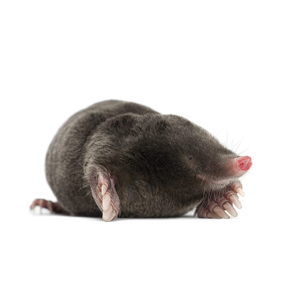 Mole identification in ﻿Covington, LA - Ja-Roy Pest Control
