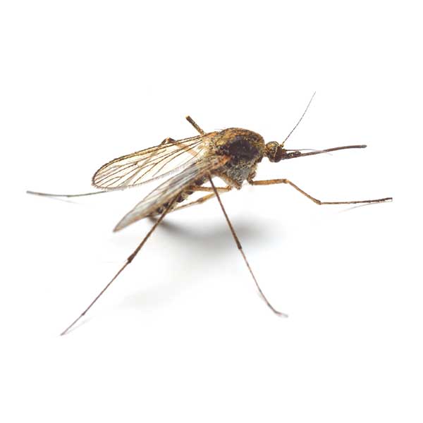 Mosquito identification in ﻿Covington, LA - Ja-Roy Pest Control