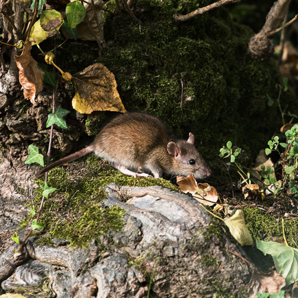 Norway rat identification in ﻿Covington, LA - Ja-Roy Pest Control