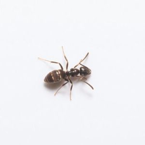 Odorous house ant identification in ﻿Covington, LA - Ja-Roy Pest Control