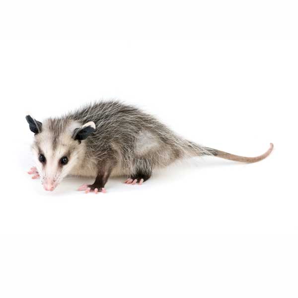 Opossum identification in ﻿Covington, LA - Ja-Roy Pest Control