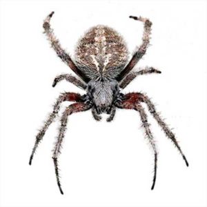 Orb Weaver spiders in identification in ﻿Covington, LA - Ja-Roy Pest Control