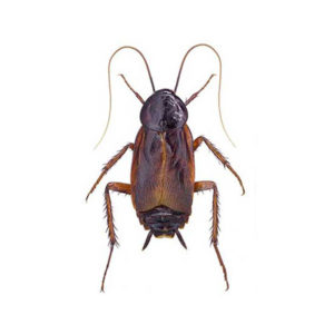 Oriental cockroach identification in ﻿Covington, LA - Ja-Roy Pest Control