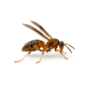 Paper wasps identification in ﻿Covington, LA - Ja-Roy Pest Control