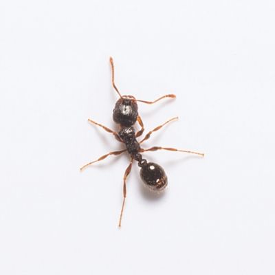 Pavement ant identification in ﻿Covington, LA - Ja-Roy Pest Control