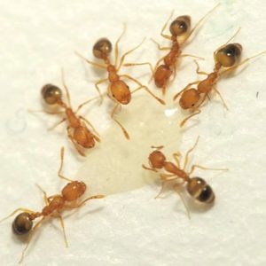 Pharaoh ants identification in ﻿Covington, LA - Ja-Roy Pest Control