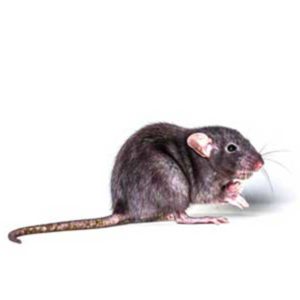 Roof rat identification in ﻿Covington, LA - Ja-Roy Pest Control