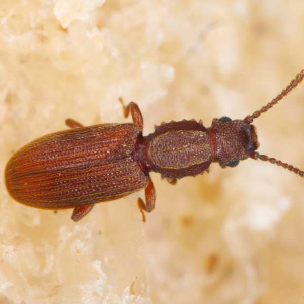 Sawtoothed grain beetle identification in ﻿Covington, LA - Ja-Roy Pest Control