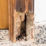Signs you have termites