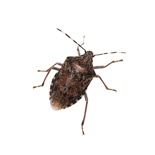 Stink bug identification in ﻿Covington, LA - Ja-Roy Pest Control
