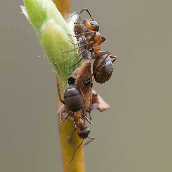 Velvety tree ants identification in ﻿Covington, LA - Ja-Roy Pest Control