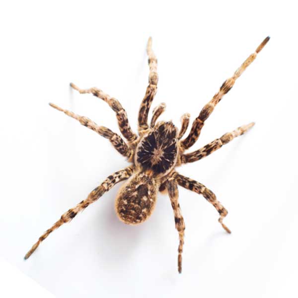 5 Common Biting Spiders - Green Pest Services