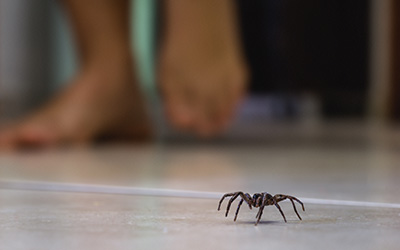 Spider crawling across floor in Louisiana