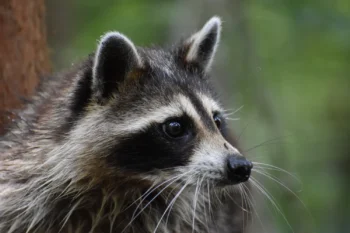 closeup of a Louisiana raccoon