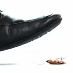 dress shoe about to step on a cockroach.
