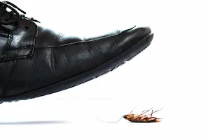 dress shoe about to step on a cockroach.