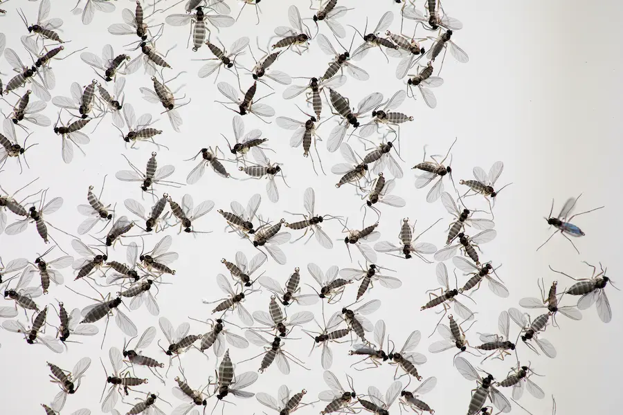 Why Are ThereGnats in My House? in your area