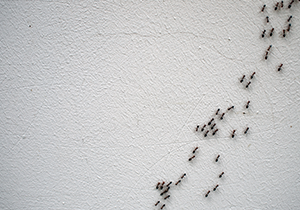 Ant Sprays vs. Exterminators in your area