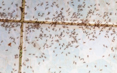 A dense cluster of ants scurry around across tiles