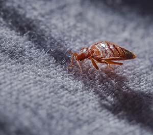 Bed Bug Treatment Options in your area