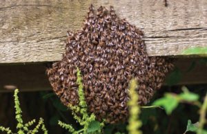 Identifying When You Have A Bee Issue in your area