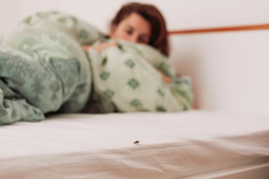 A bed bug crawling on a white mattress while a woman looks on in distress from under green patterned blankets in the background
