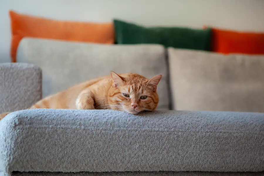 An orange tabby cat resting lazily on a grey upholstered sofa in a house
