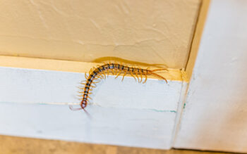 Centipedes Friend or Foe in Louisiana