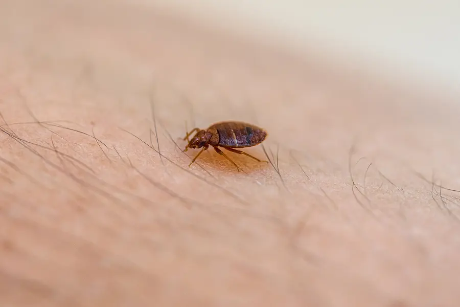 Macro close-up shot of a reddish-brown bed bug crawling on human skin