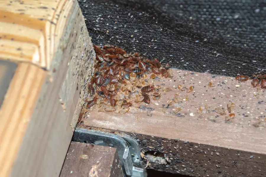 Large cluster of bed bugs, shed exoskeletons, and dark fecal spots infested in the corner of a wooden bed frame