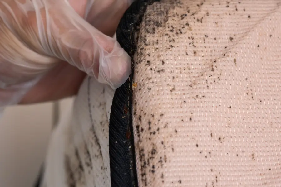 A bed bug infested mattress
