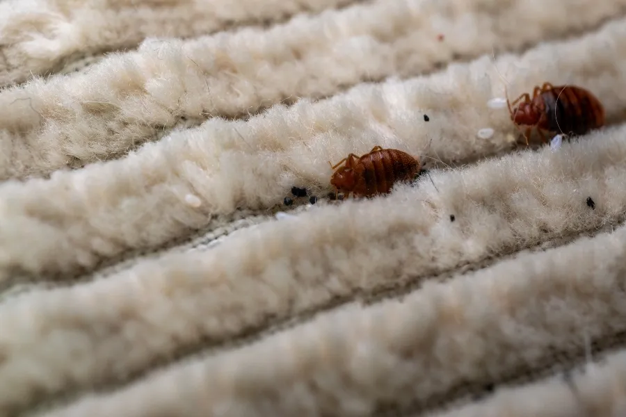 Macro shot of bed bugs, eggs, and fecal specks nestling within the thick fibers of a beige carpet