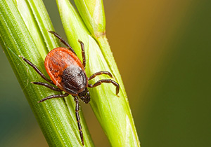 Eliminating Fleas and Ticks in Baton Rouge LA - Ja-Roy Pest Control