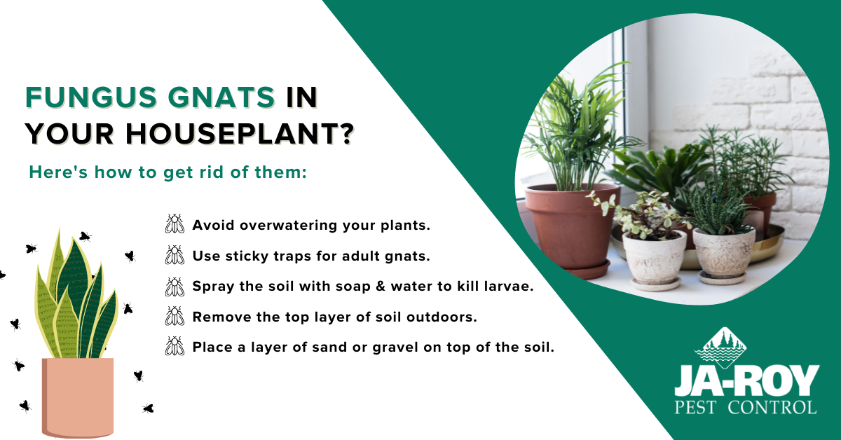 How to get rid of fungus gnats in your houseplant - Infographic by Ja-Roy Pest Control