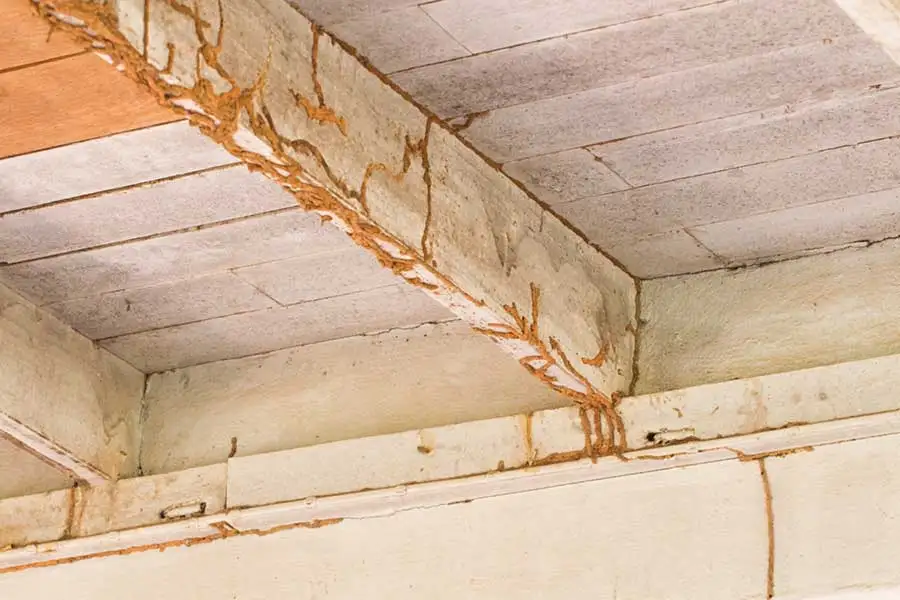 A series of branching, earthy-brown termite mud tubes climbing up a white-painted concrete wall and across a ceiling beam.
