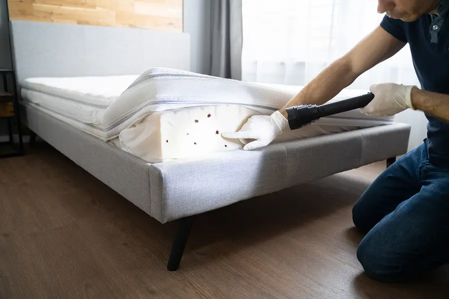 A Ja-Roy Pest control technician wearing gloves lifting a mattress cover and pointing a flashlight at bed bugs on the foam core