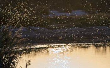 Swarm of insects in front of a body of water at sunset.