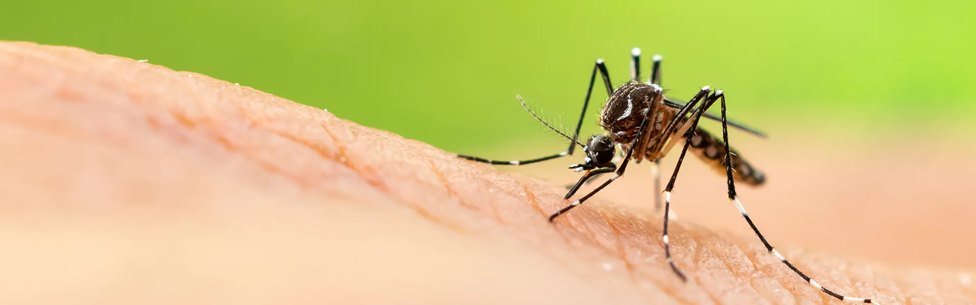 Close up of a mosquito perched on a person's arm
