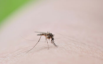Mosquito biting a human in Louisiana, potentially introducing risk of mosquito borne diseases including West Nile virus