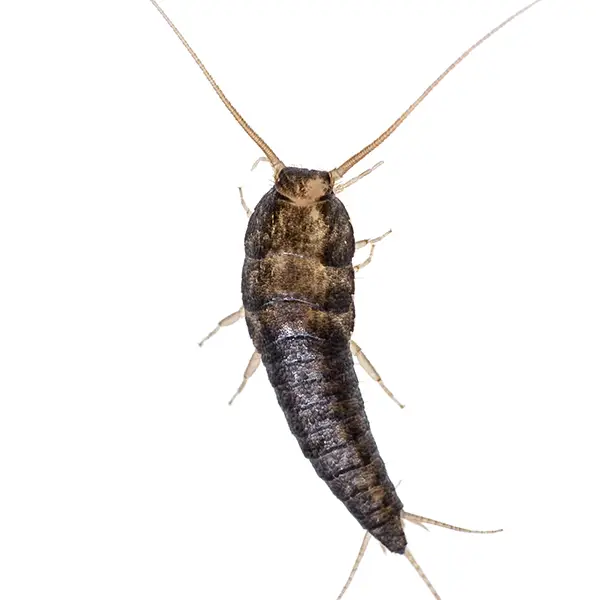 Silverfish on a white background - Keep pests away from your home with Ja-Roy Pest Control Baton Rouge, LA