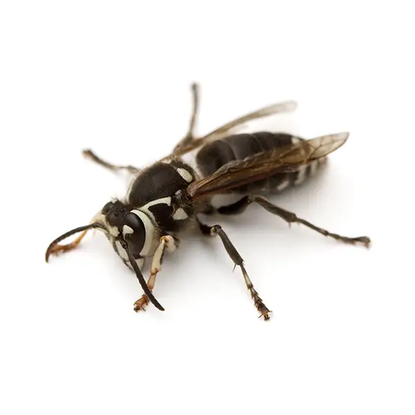 Bald-Face Hornet on White Background