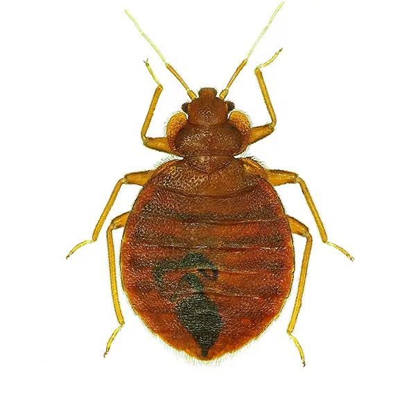 Bed Bug on a white background - Keep pests away from your home with Ja-Roy Pest Control Baton Rouge, LA